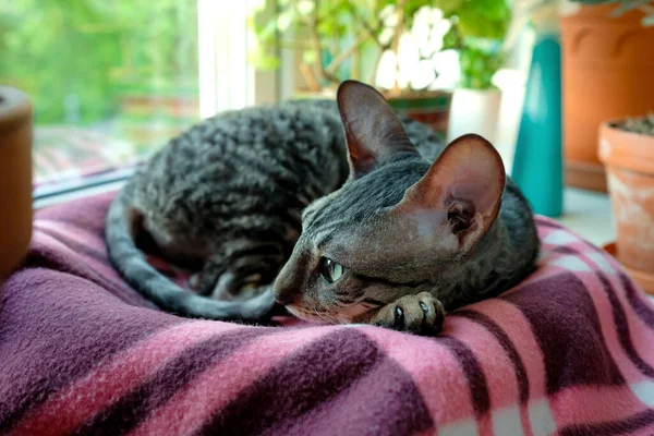 Cornish Rex Repose Sur Une Couverture Sur Rebord Fenêtre Chat — Photo