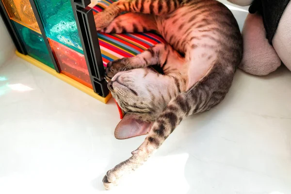 Gato Joven Duerme Bajo Sol Gatito Descansando Alféizar — Foto de Stock