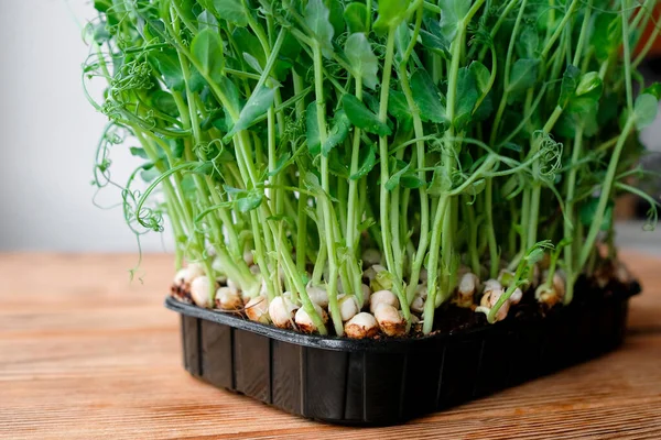 Brotes Jóvenes Guisantes Recipiente Microgreens Listos Fotos De Stock Sin Royalties Gratis