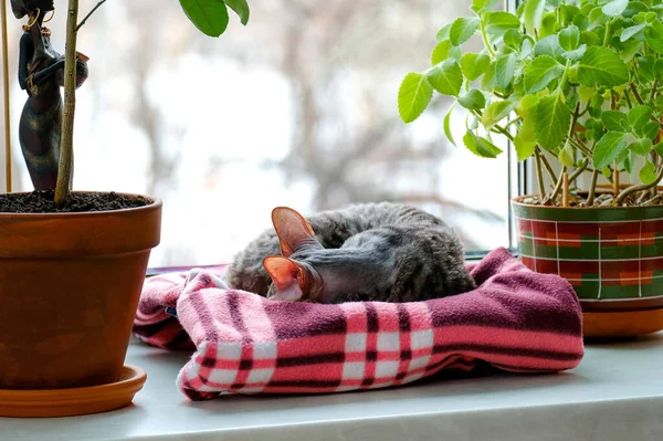 Die Katze Schläft Auf Einer Decke Auf Der Fensterbank Der — Stockfoto