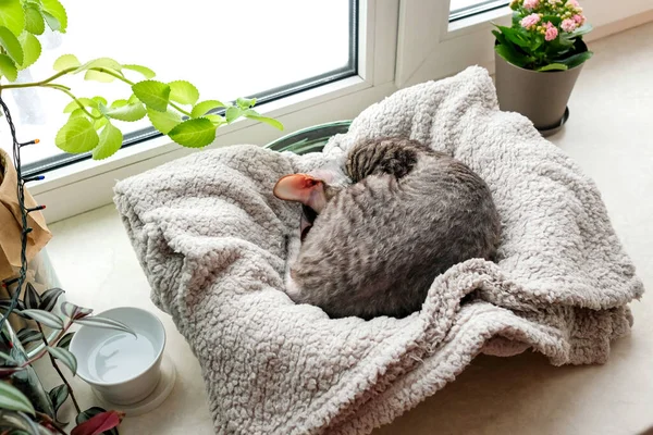 Die Katze Schläft Auf Einem Sofa Auf Der Fensterbank — Stockfoto