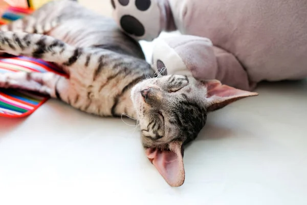 Gatito Tiene Dulce Sueño Alféizar Tabby Cornish Rex —  Fotos de Stock