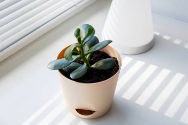 Pencere kenarında pembe bir çömlek içinde genç Crassula. Pencere pervazındaki ışıktan ve gölgelerden.