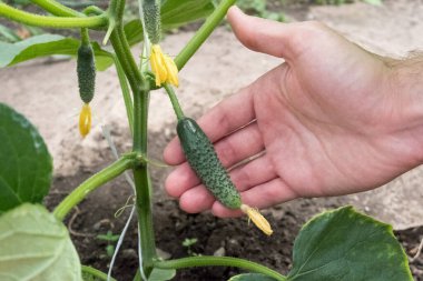 Genç bir salatalık çalıların üzerinde yetişiyor. Fetüsü gösterir.