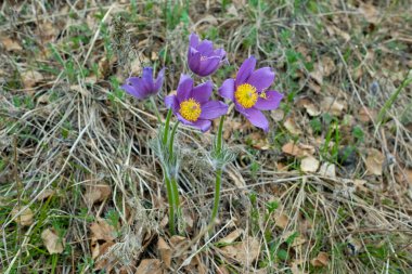 Anemone Montana ilkbaharda çimlerde. Ormanın ilk mor çiçekleri, kimse.