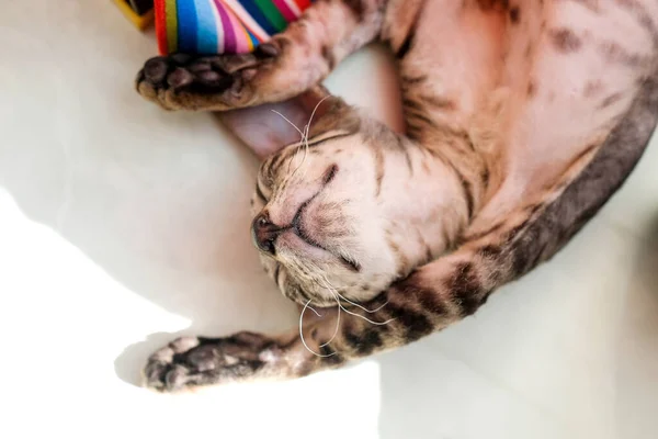 Gatito Dormido Espalda Gato Bonito —  Fotos de Stock