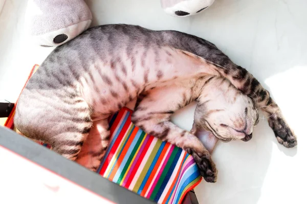 Tekir kedi yavrusu tatlı tatlı sırt üstü uyuyor. — Stok fotoğraf