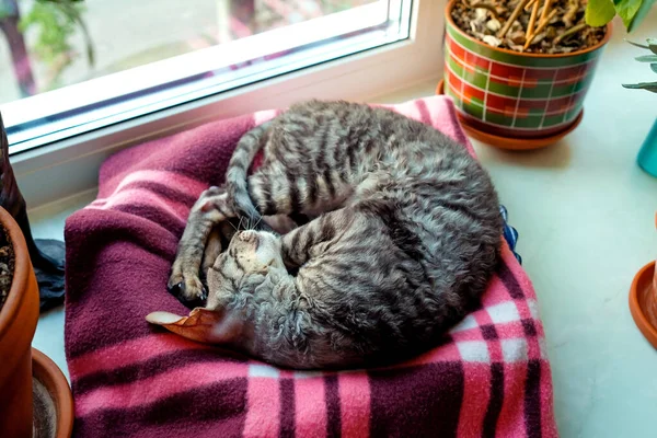 Chat Dort Sur Une Couverture Sur Rebord Fenêtre Enroulé — Photo