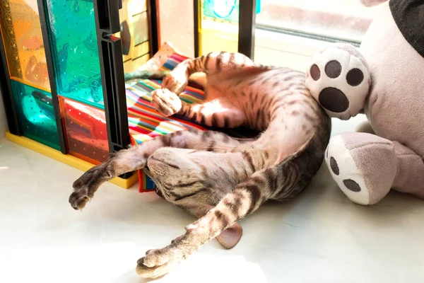 Tabby Kitten Sleeps Its Back Windowsill Toys — Stock Photo, Image