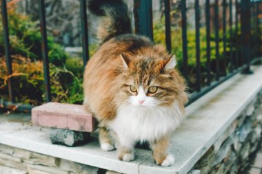 Tüylü bir kedi çit boyunca yürüyor.