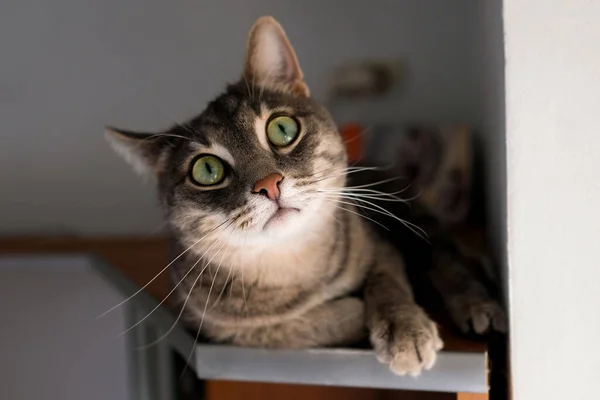 Grande Gato Cinza Com Longo Bigode Está Prateleira Superior — Fotografia de Stock