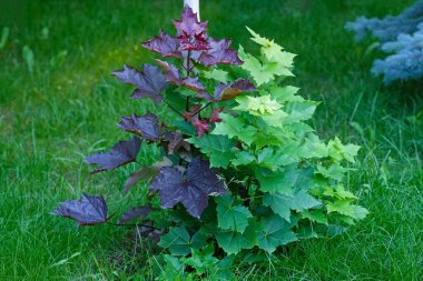 Kanada akçaağacının genç ağaçları. Yeşil ve mor ağaçlar.