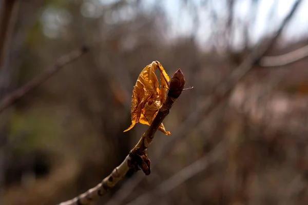 Feuille Sèche Automne Sur Une Branche Automne — Photo