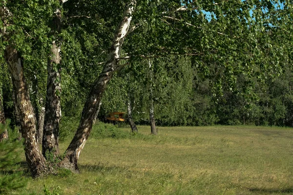 Glader Björkskog Ingen Sommar Gult Gräs — Stockfoto