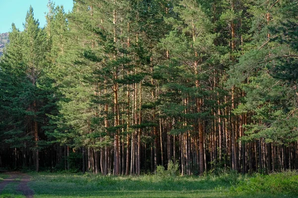 Bosque Pinos Distancia Verano Hay Gente — Foto de Stock