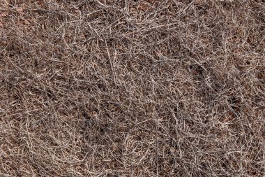 Tamamen Ponta do Rosto Madeira toprak kurumuş.