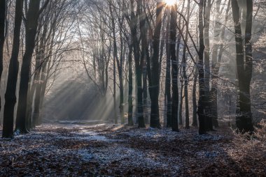 Buzlu morningsun aracılığıyla Veluwe Milli Parkı yapraklar