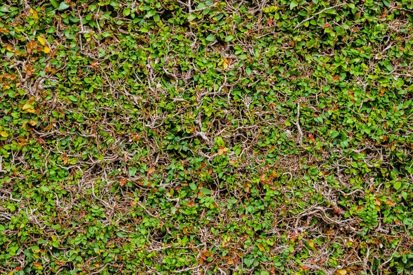 Struttura del QG del ficus rampicante-Azzorre-Portogallo — Foto Stock