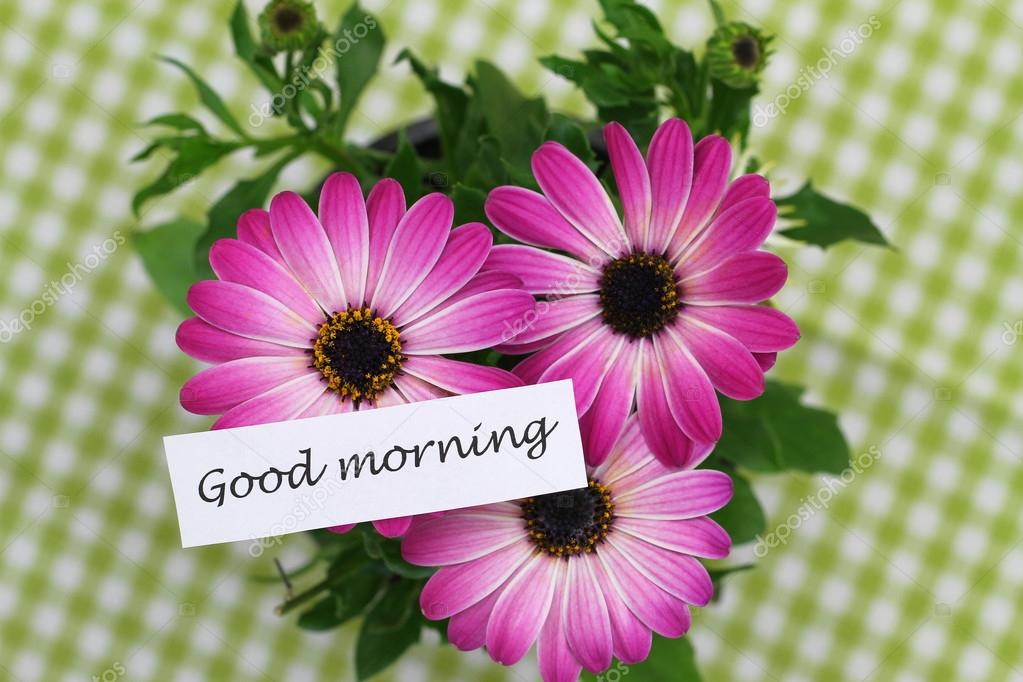 Good morning card with pink gerbera daisies — Stock Photo © graletta