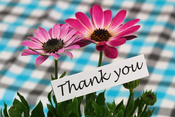 Спасибо открытка с розовой gerbera daisies — стоковое фото