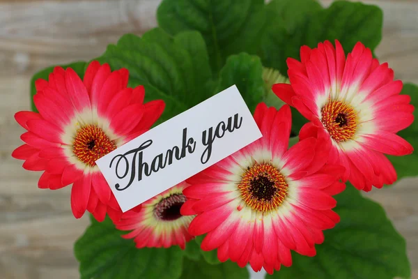 Bedankkaart met gerbera madeliefjes — Stockfoto