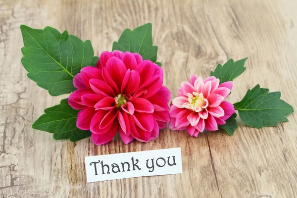 Carte de remerciement avec dahlias roses — Photo