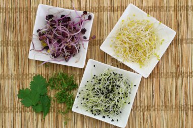 Sağlıklı yaşam kartı yonca, pırasa lahanası, kişniş ve su teresi