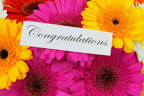 Renkli gerbera daisies ile tebrik kartı — Stok fotoğraf