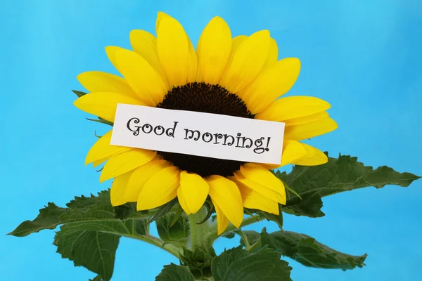 Guten Morgen Karte auf Sonnenblume — Stockfoto
