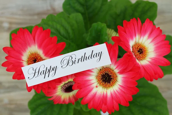 Cartão de aniversário feliz com margaridas gerbera — Fotografia de Stock