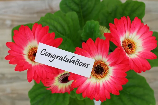 Congratulations card with gerbera daisies — Stock Photo, Image