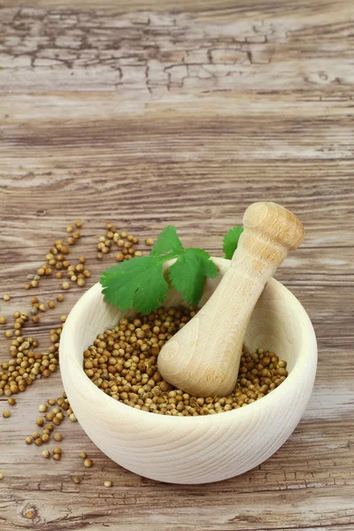 Coriander seeds in mortar and fresh coriander leaves with copy space