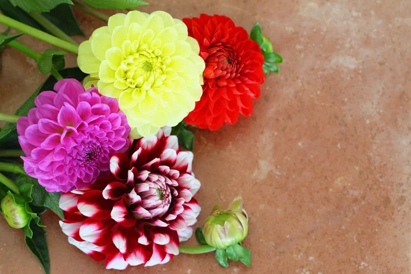 Fleurs de dahlia colorées sur surface en terre cuite avec espace de copie — Photo