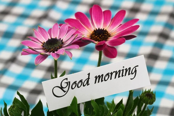 Guten Morgen Karte mit rosa Gerbera Gänseblümchen — Stockfoto