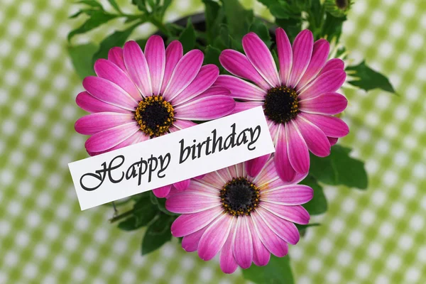 Happy Birthday card with pink daisy gerberas — Stock Photo, Image
