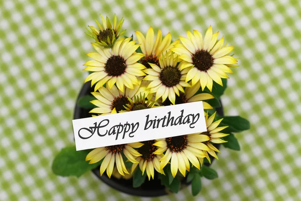 Carte d'anniversaire avec marguerites jaunes — Photo