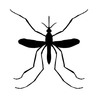 Böcek siluet. Böcek. gerçekçi bir sivrisinek. Culex pipiens sivrisinek siluet. Beyaz arka plan üzerinde izole sivrisinek. . Sivrisinek çizilmiş. Vektör