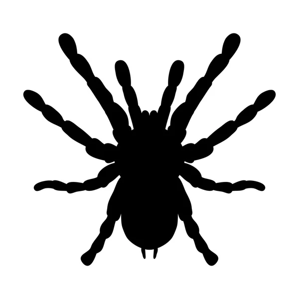 Insecto en lupa. Brachypelma smithi, mujer araña. Boceto de araña. Tarántula Diseño para colorear libro. Vector — Archivo Imágenes Vectoriales