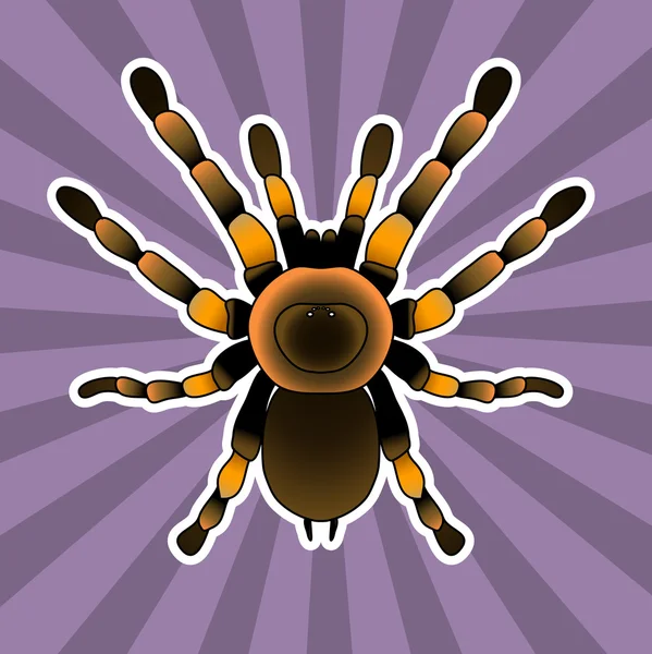 Böcek anatomisi. Tarantula örümceği. Brachypelma smithi, örümcek kadın. Örümcek taslağını. Tarantula. Vektör