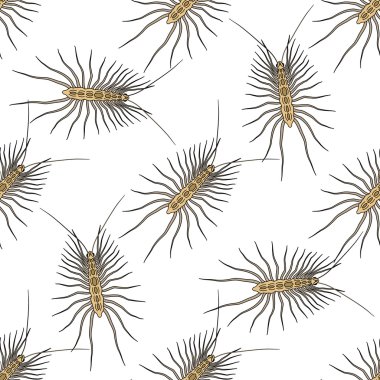 Scutigera coleoptrata ile Seamless modeli. kırkayak. çizilmiş ev kırkayak. Vektör