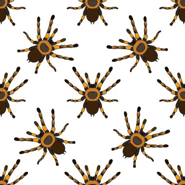 Seamless pattern with . tarantula spider Brachypelma smithi hand-drawn tarantula spider Brachypelma smithi. Vector clipart