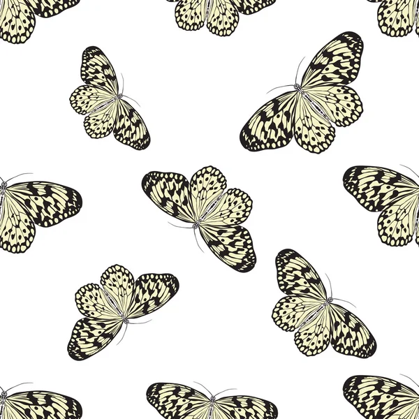 Seamless pattern with butterfly Idea Leuconoe. Paper Kite .    hand-drawn paperkite butterfly . Vector