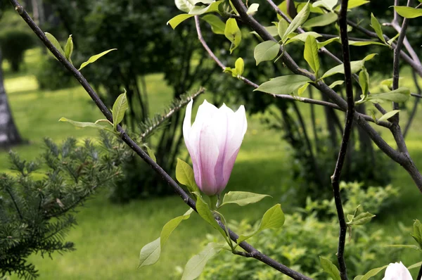 Blooming pink magnolia flowers in spring in the day sunlight — Stock Photo, Image