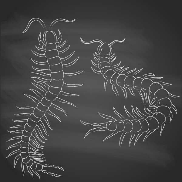 Человеческая многоножка эскиз