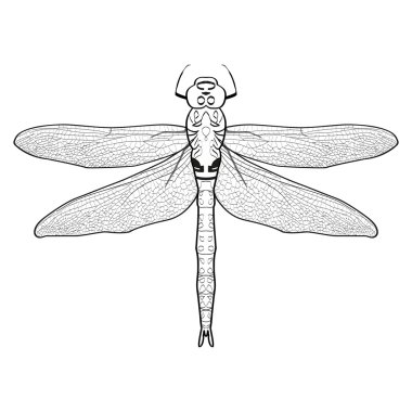 siyah ve beyaz resimde bir yusufçuk. Beyaz arka plan üzerinde izole yusufçuk