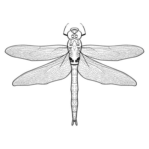 Zwart-wit afbeelding van een libel. Dragonfly geïsoleerd op witte achtergrond — Stockvector