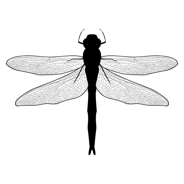 Zwart-wit afbeelding van een libel. Dragonfly geïsoleerd op witte achtergrond — Stockvector