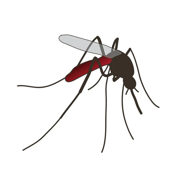 Mosquito. a realistic mosquito. — Stock Vector