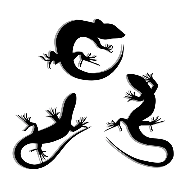 Gyönyörű fekete-fehér gyík, gyík sziluettek halmaza. Salamandra sziluettek. Gecko sziluettek. — Stock Vector