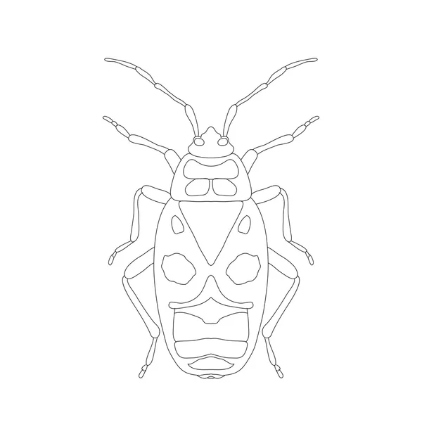 Pyrrhocoris apterus. Bogár. Bug-katona. Vázlat a bogár. Bogár elszigetelt fehér background. Beetle Design a kifestőkönyv. kézzel rajzolt bogár. — Stock Vector